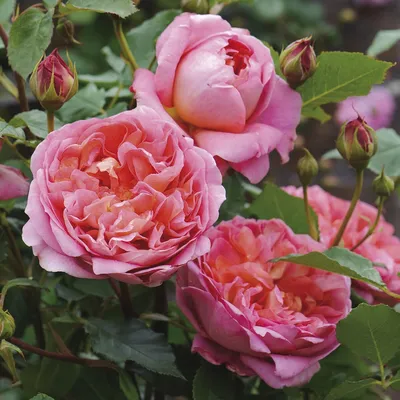Зе Алнвик Роуз (The Alnwick Rose) английские розы купить английские розы  остина магазин саженцев роз