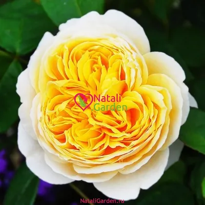 Английские и старинные розы - купить саженцы в Тюмени в садовом центре  \"Астра\" из наличия, оформить предварительный заказ