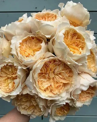 роза, розы, английская роза, английские розы, янг люсидас - Экзотик Флора