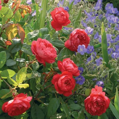 Роза \"Queen of Sweden\" купить в питомнике растений с доставкой по Москве,  Московской области и России, саженцы, выращивание, посадка и уход