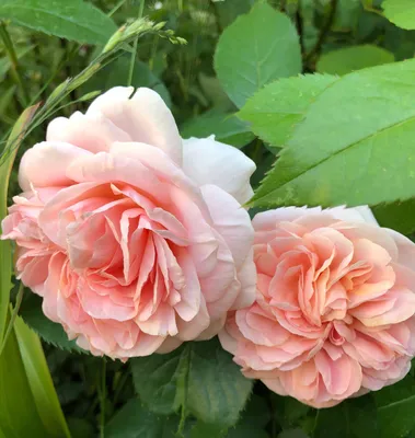 Английские розы Дэвида Остина Lady of Shalott - купить сорт в питомнике,  саженцы в Санкт-Петербурге