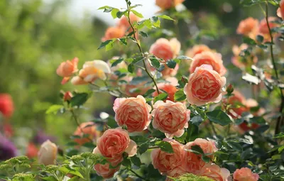 КХ \"Росток плюс\" - Роза флорибунда \"Леонардо да Винчи\". Бокаловидные  густомахровые (75–80 лепестков) цветки по форме напоминают классические  старинные английские розы. Они достигают 7–10 см в диаметре. Кисти роз  состоят из 3–5