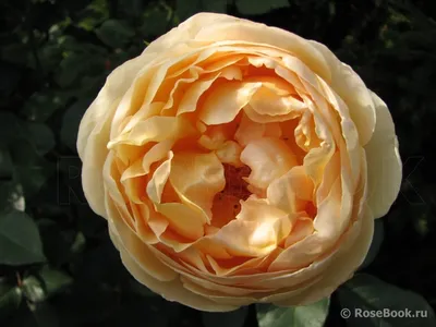 EDROSES-розплідник троянд - Роза 🌹 Джубили Селебрейшн (Jubilee Celebration  ) , Дэвид Остин. Великобритания 🇬🇧2002 г.. Английские розы (English Rose,  Austin). 📌 Заказы на ОСЕНЬ 2020 принимаем ➡️ через наш сайт  https://edroses.com.ua/