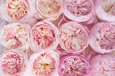 Английские розы селекции дэвид остин фото фото