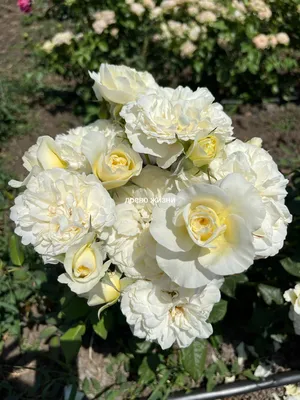 Какие самые красивые розы Дэвида Остина посадить в саду | Архитектура и  ландшафт | Дзен