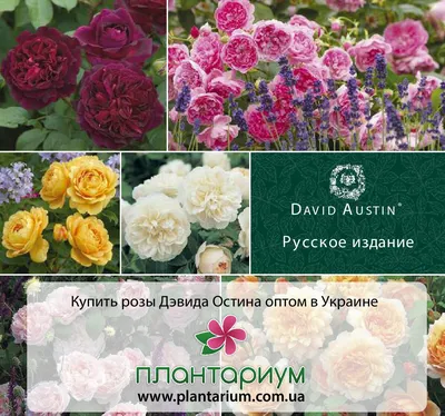 У красоты есть имя: английские розы Дэвида Остина | Интернет-магазин  садовых растений