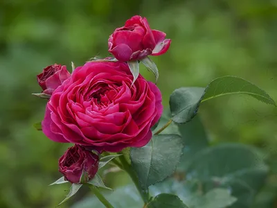 Топ 12-ти лучших питомников роз в мире.