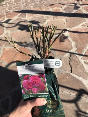 3 новых сорта роз Дэвида Остина 2017 года | В цветнике (Огород.ru)