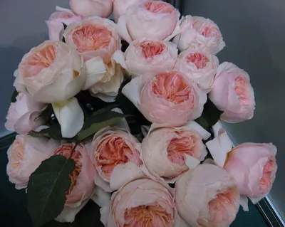 Дополнительная коллекция английских роз.Низкие цены.