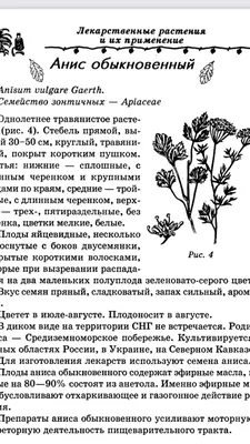 Анис обыкновенный, плоды 50гр Качество трав (Pimpinella anisum L.) |  Интернет-магазин \"Сила природы\"