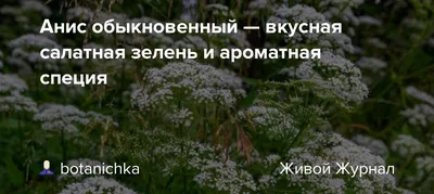 Фенхель обыкновенный Р9 в Твери – купить по низкой цене в интернет-магазине  Леруа Мерлен