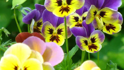 Фиолетовые анютины глазки: обои с цветами, картинки, фото 1600x1200