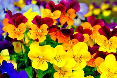 Анютины Глазки Цветы Желтый - Бесплатное фото на Pixabay - Pixabay