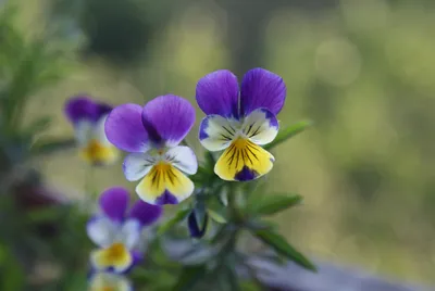 Обои Красивые анютины глазки, фиолетовые цветы 640x1136 iPhone 5/5S/5C/SE  Изображение