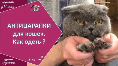 Антицарапки феромоны для кошек успокаивающие | Petshop.ru
