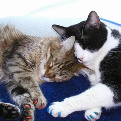 Антицарапки для кошек накладки на когти колпачки накладные мягкие 80 шт -  купить с доставкой по выгодным ценам в интернет-магазине OZON (836342188)