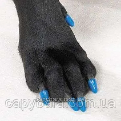 Антицарапки на ногти для кошек , купить в интернет-магазине недорого,  доставка по России
