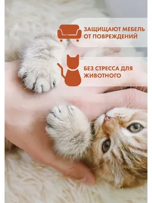 Накладки на когти для кошек, антицарапки купить по цене 39.09 ₽ в  интернет-магазине KazanExpress
