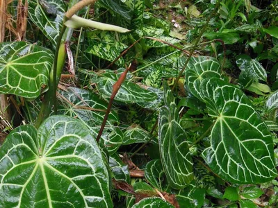 Антуриум хрустальный (Anthurium crystallinum) — описание, выращивание, фото  | на LePlants.ru