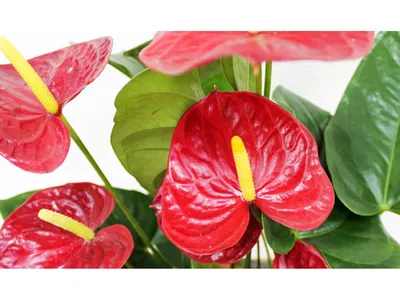 Комнатные растения - Антуриум Андрэ: ухаживаем в домашних условиях Антуриум  андрианум – эффектный комнатный цветок, который легко узнать по блестящим  сердцевидным листьям и крупным цветам. В народе бытует легенда о его  происхождении,