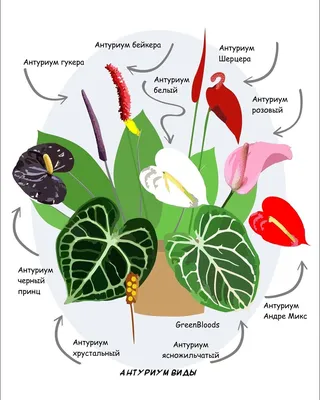 Коллекции растений ЦСБС СО РАН - Anthurium x cultorum Birdsey - Антуриум  культивируемый
