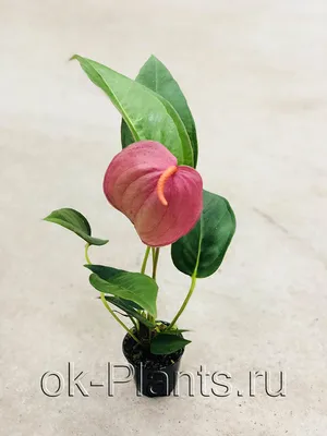 Anthurium Scherzerianum (граффити) (отцвел)