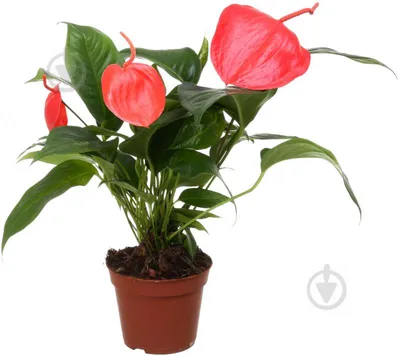 Anthurium Scherzerianum (темно-бордовый)