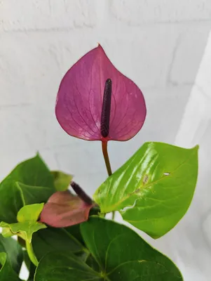 Антуриум Дуо Джоли ⌀12 40 см купить в Москве с доставкой | Магазин растений  Bloom Story (Блум Стори)