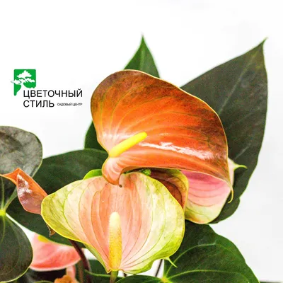 АНТУРИУМ сорта ЛИЛИ❤️ Визуально растение напоминает яркий красный  парусник⛵️ может быть не даром его называют в народе: мужским… | Instagram