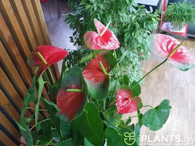 Антуриум: сорта и виды цветка-фламинго | Огородники