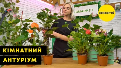 Заказать Комнатные Цветущие растения Антуриум карликовый ЛИЛИ с доставкой  по всей Украине - 1375830495