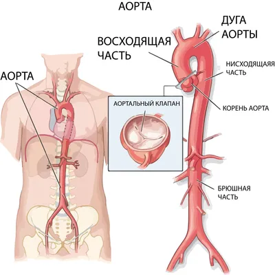 Кардиохирург про Аорту | Кардиохирург Нургалиев Рахим Ринатович | Дзен