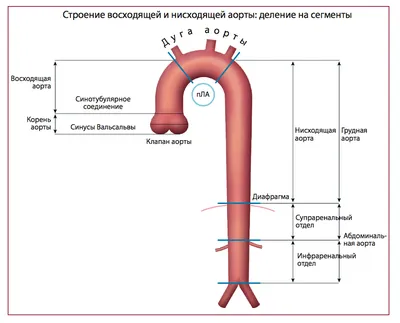 Коронарография сердца в Старом Осколе