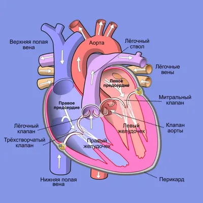 medicine_news.rf - Типы кровеносных сосудов • Артерии – это сосуды, которые  несут кровь от сердца к органам и тканям. Самая крупная артерия в организме  человека – аорта. В артериях кровь движется под