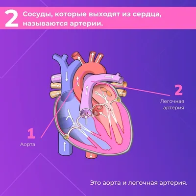 Анатомия Сердечных Клапанов — стоковая векторная графика и другие  изображения на тему Аорта - Аорта, Анатомия, Сердце - iStock