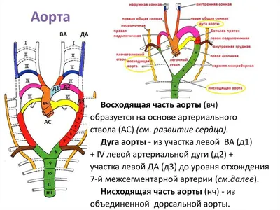 Человеческое сердце и аорта» — создано в Шедевруме