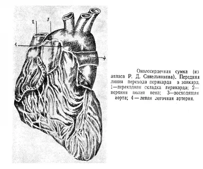 Диаграмма: Биология.Строение и работа сердца. 8 класс | Quizlet