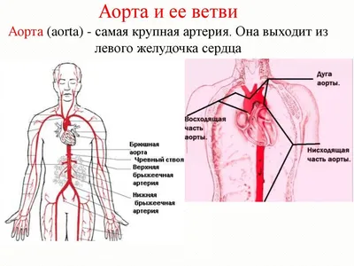Анатомия для студентов медицинских ВУЗов (часть 3: Аорта и артерии) | Good  doctor | Дзен