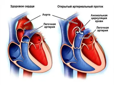 Строение сердца, плакат глянцевый А1/А2 › Купить оптом и в розницу › Цена  от завода