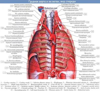 Сердце : нормальная анатомия | e-Anatomy