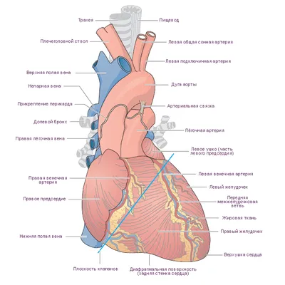 Легочная артерия и аорта, винтажная гравировка . стоковое фото ©Morphart  90365870