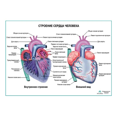 File:Heart diagram-ru.svg - Wikimedia Commons