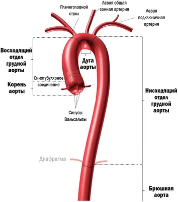 Аорта. Большая российская энциклопедия