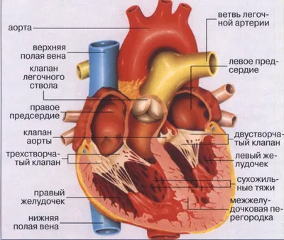 Сердце. Анатомическое строение. | Биология | Дзен