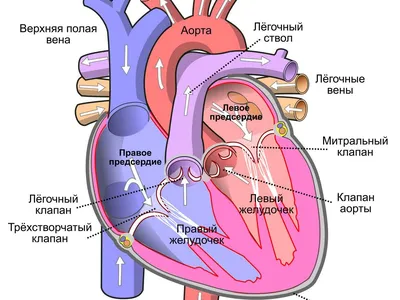 Анатомия: сердце (арт. МЕД-09) информационные стенды медицинских учреждений  купить в интернет магазине с доставкой