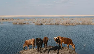UzNews - Уровень воды в Аральском море поднялся почти на полметра