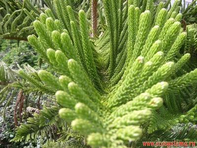 АРАУКАРИЯ ЧИЛИЙСКАЯ (ARAUCARIA ARAUCANA) /Н 0.9-1.0 М / С20 (ID#864398627),  цена: 3150 ₴, купить на Prom.ua