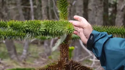 Араукария чилийская (Araucaria araucana) / Статьи / Древесные породы мира