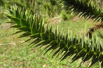 Araucaria araucana, Араукария чилийская|landshaft.info