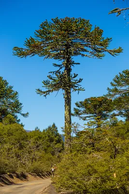 Араукария чилийская (Araucaria araucana) С3 — Питомник Летний сад